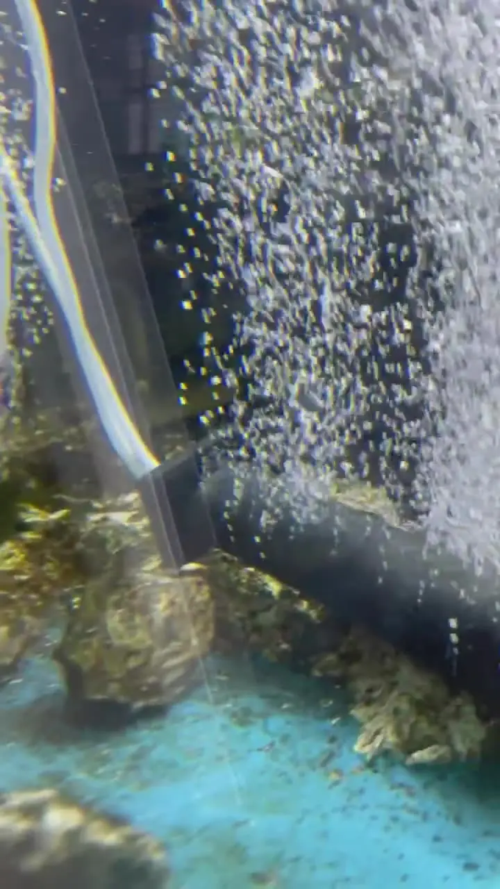 Vivier de fruits de mer vivants plein de bulles chez DioGo's, des fruits de mer frais à Marbella