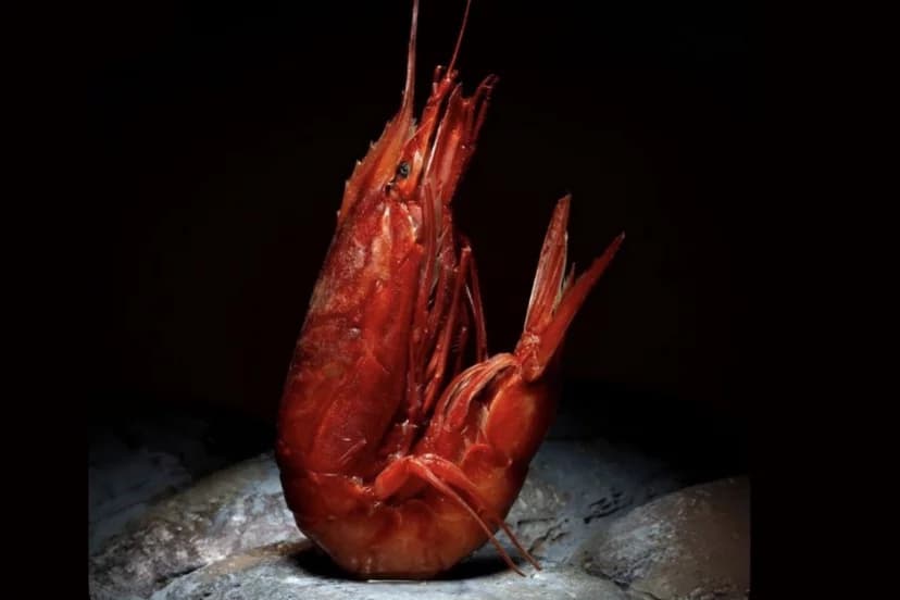 Gamba Roja