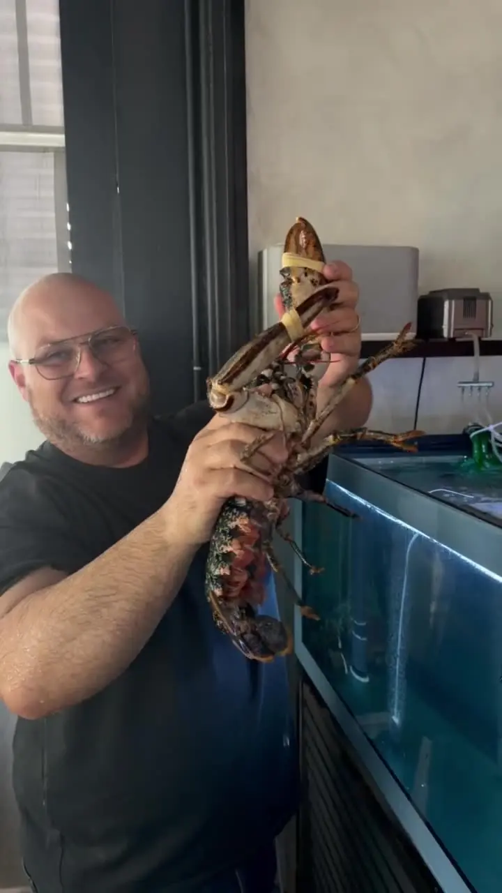 A hand lifts a live lobster out of the tank