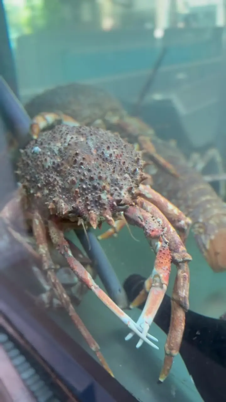 A spider crab moving along the bottom of the tank